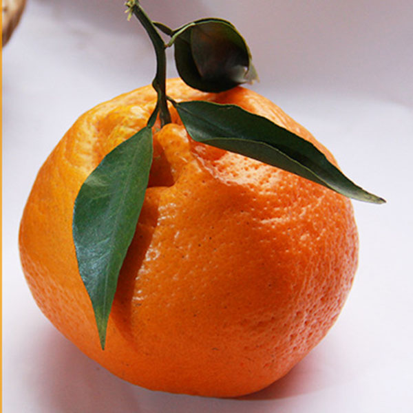 春见耙耙柑新鲜水果当季粑粑柑橘
